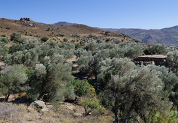 Olive trees in the countryside